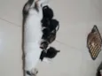Não tem