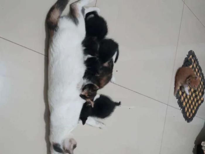 Gato raça Sem raça definida idade Abaixo de 2 meses nome Não tem