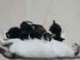 Não tem