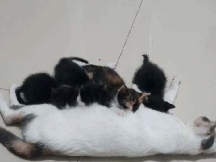 Gato raça Sem raça definida idade Abaixo de 2 meses nome Não tem