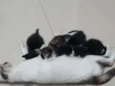 Não tem