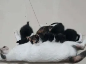 Gato raça Sem raça definida idade Abaixo de 2 meses nome Não tem