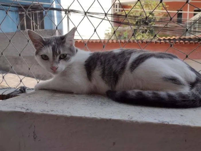 Gato ra a SRD-ViraLata idade 2 a 6 meses nome Erick