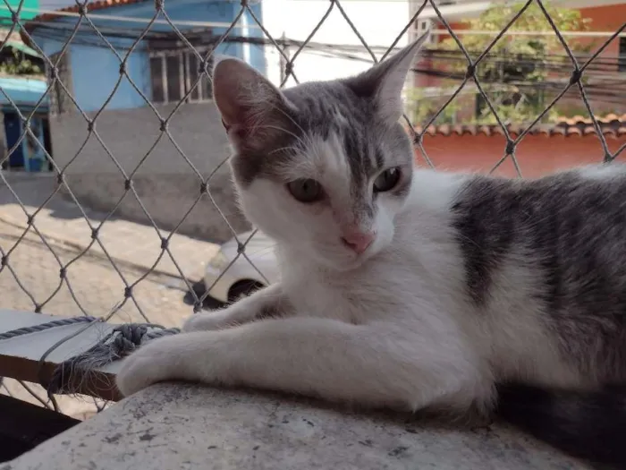 Gato ra a SRD-ViraLata idade 2 a 6 meses nome Erick