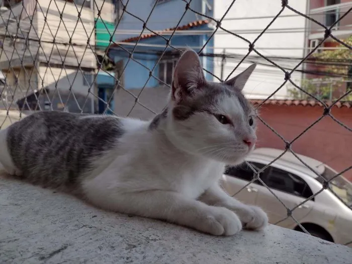 Gato ra a SRD-ViraLata idade 2 a 6 meses nome Erick