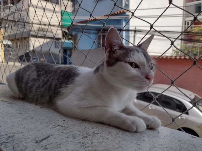 Gato ra a SRD-ViraLata idade 2 a 6 meses nome Erick