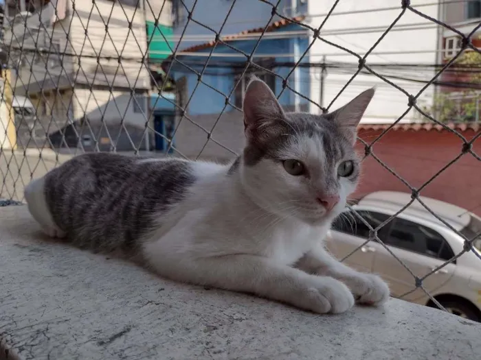 Gato ra a SRD-ViraLata idade 2 a 6 meses nome Erick