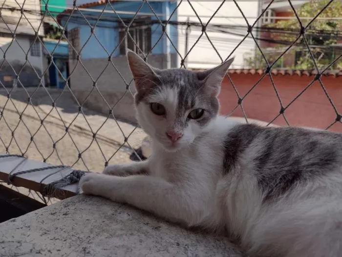 Gato ra a SRD-ViraLata idade 2 a 6 meses nome Erick