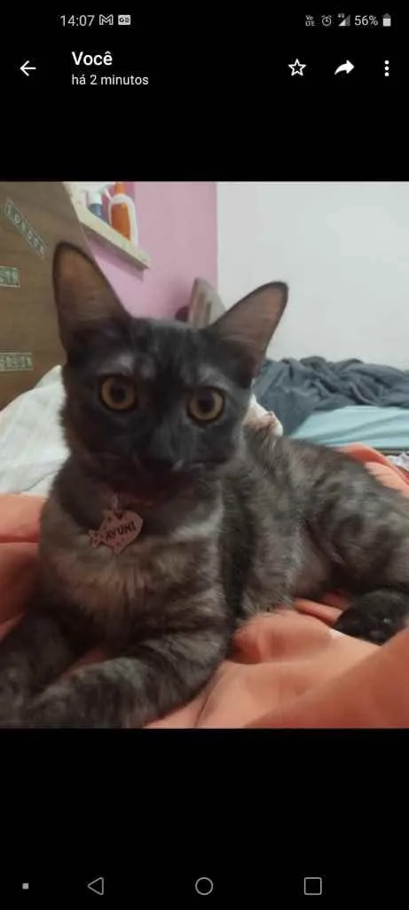 Gato raça Srd idade 2 a 6 meses nome Ayumi e Yoshi