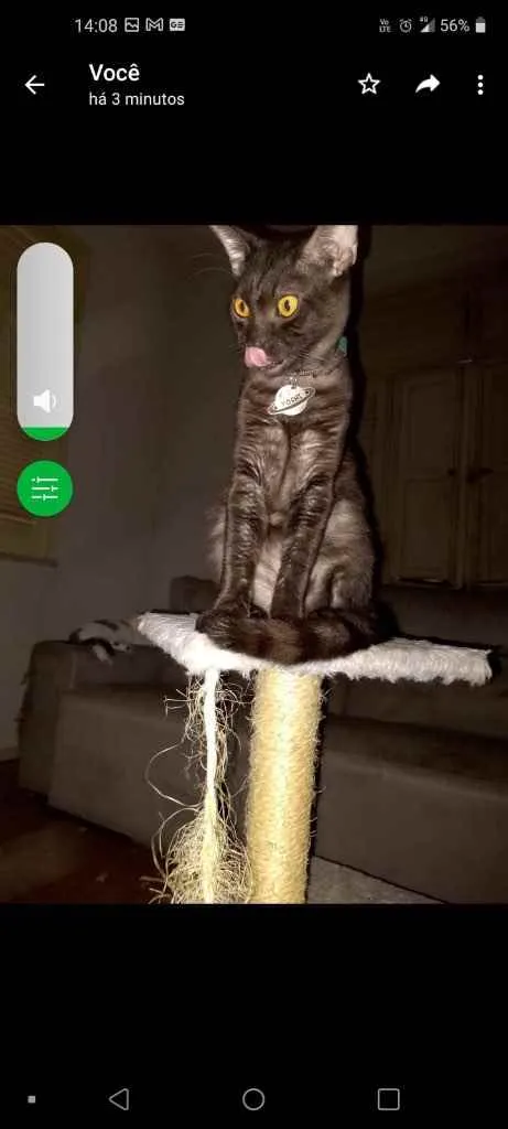 Gato raça Srd idade 2 a 6 meses nome Ayumi e Yoshi