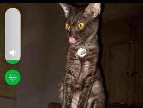 Gato raça Srd idade 2 a 6 meses nome Ayumi e Yoshi