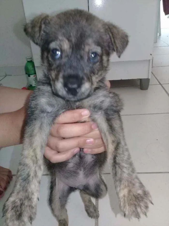 Cachorro ra a Vira -lata idade 2 a 6 meses nome Thor