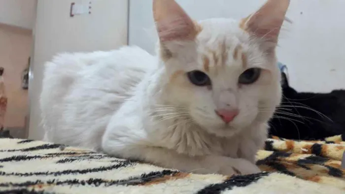 Gato raça Srd idade 2 a 6 meses nome Canjica 