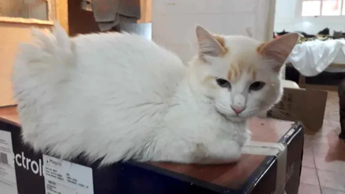 Gato raça Srd idade 2 a 6 meses nome Canjica 