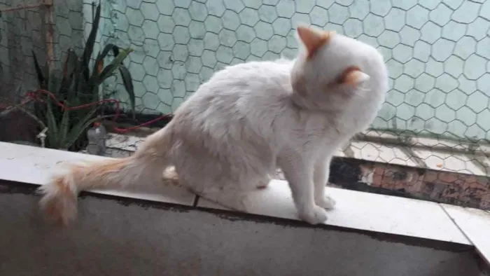 Gato raça Srd idade 2 a 6 meses nome Canjica 