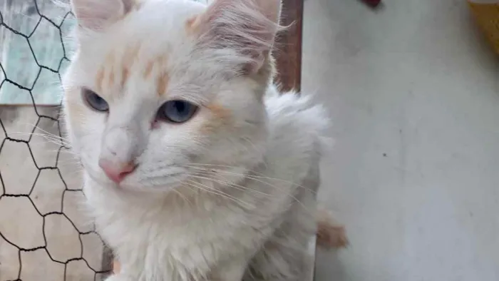 Gato raça Srd idade 2 a 6 meses nome Canjica 