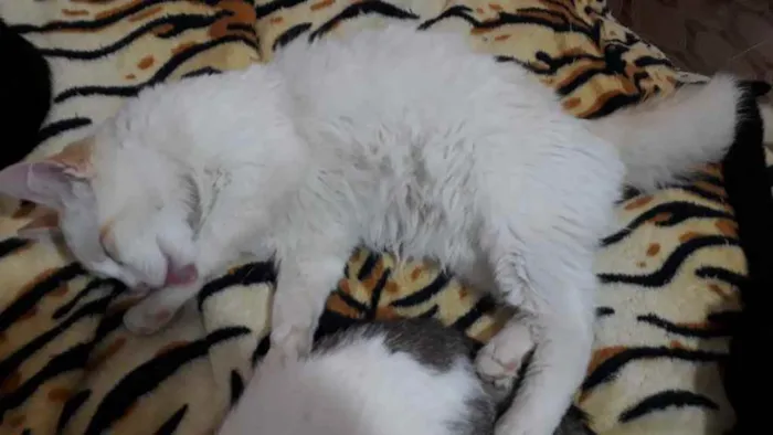 Gato raça Srd idade 2 a 6 meses nome Canjica 