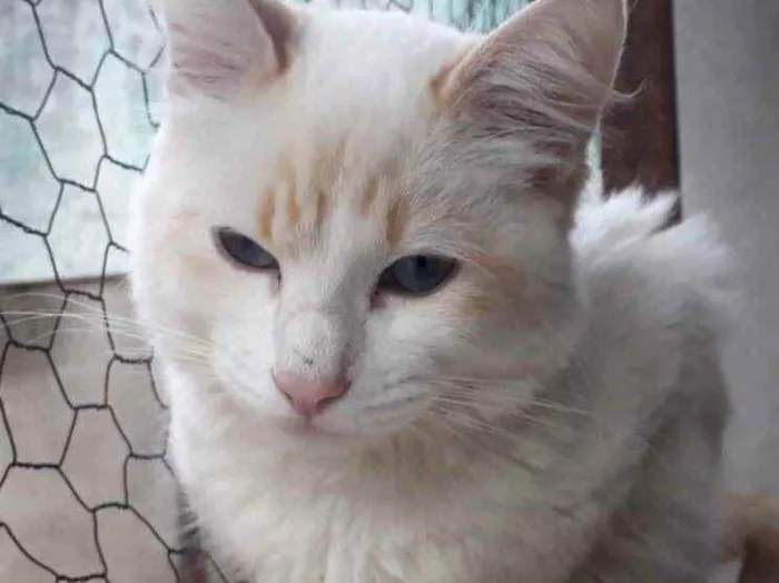 Gato raça Srd idade 2 a 6 meses nome Canjica 