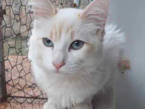 Gato raça Srd idade 2 a 6 meses nome Canjica 