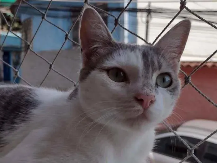 Gato ra a SRD-ViraLata idade 2 a 6 meses nome Erick