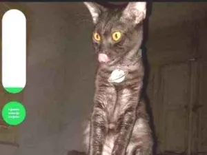 Gato raça Srd idade 2 a 6 meses nome Ayumi e Yoshi