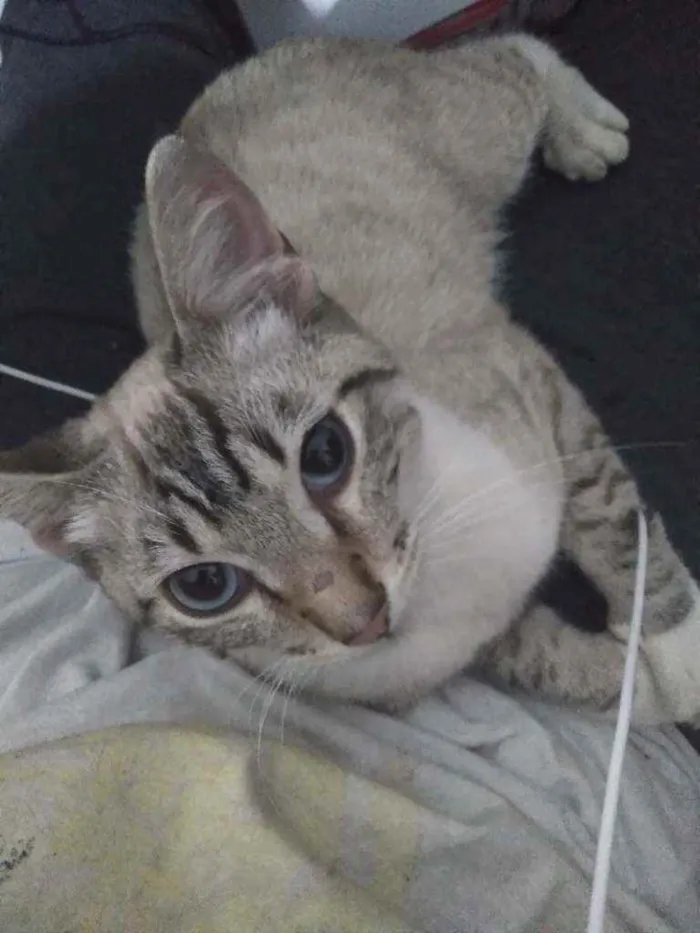 Gato ra a Vira lata idade 2 a 6 meses nome Tanaka