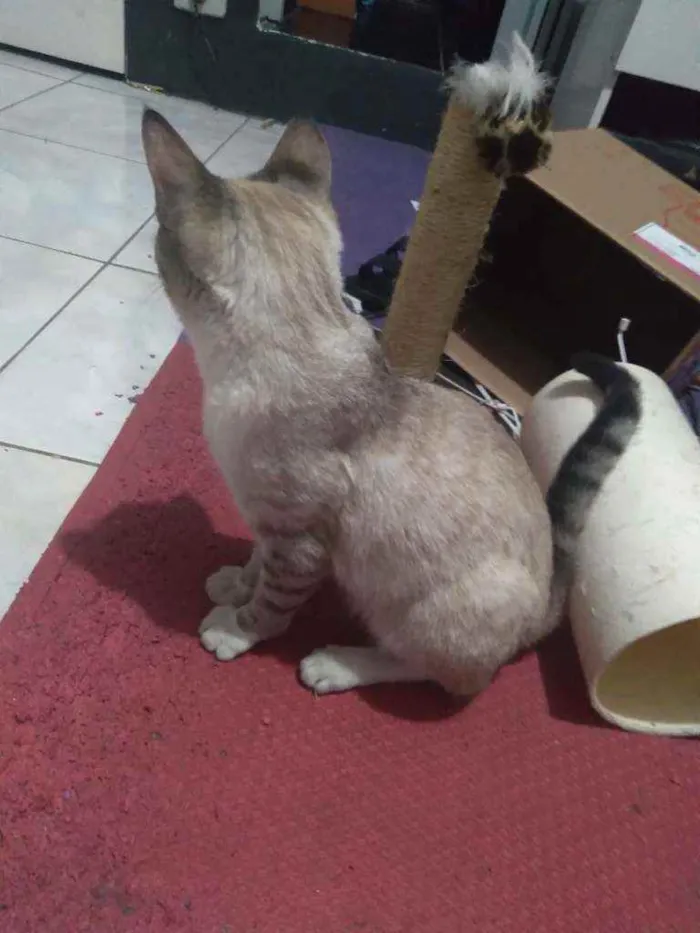 Gato ra a Vira lata idade 2 a 6 meses nome Tanaka