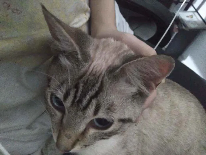 Gato ra a Vira lata idade 2 a 6 meses nome Tanaka