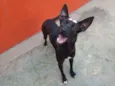 Cachorro raça Srd idade 1 ano nome Aisha