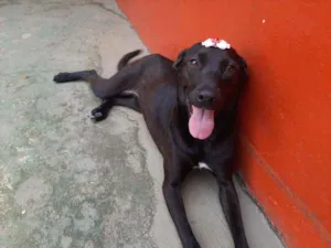 Cachorro raça Srd idade 1 ano nome Aisha