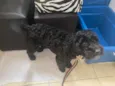 Cachorro raça Poodle idade 7 a 11 meses nome Tobby