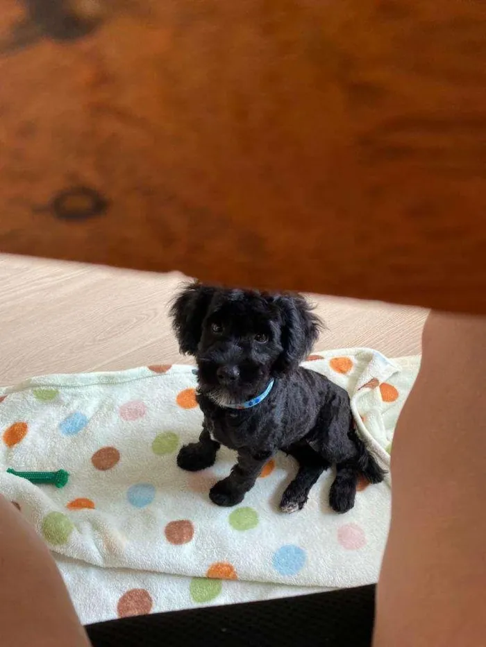 Cachorro raça Poodle idade 7 a 11 meses nome Tobby