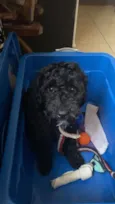 Cachorro raça Poodle idade 7 a 11 meses nome Tobby