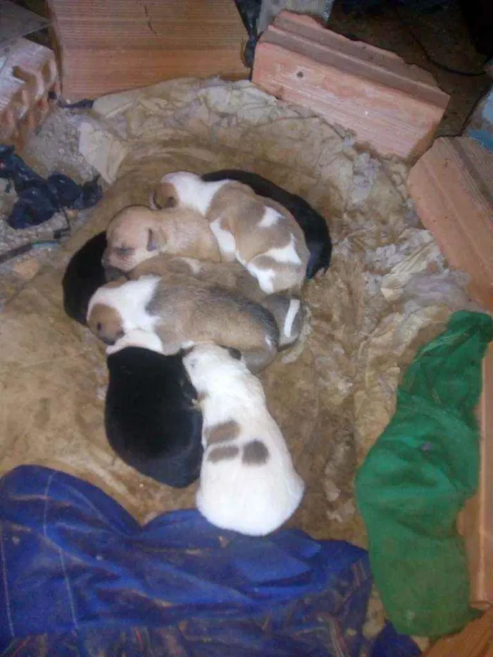 Cachorro raça Mestiça idade Abaixo de 2 meses nome Dixe