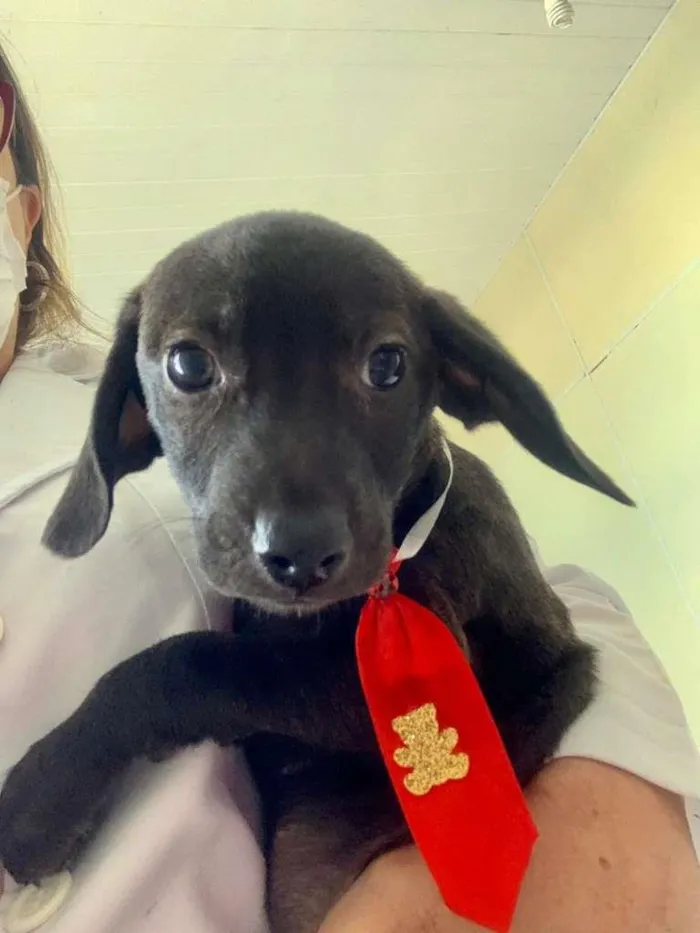 Cachorro raça SRD-ViraLata idade 2 a 6 meses nome VINI