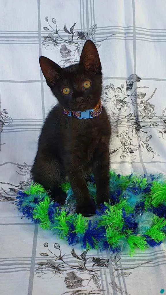 Gato ra a SRD idade 2 a 6 meses nome WAFFLE 