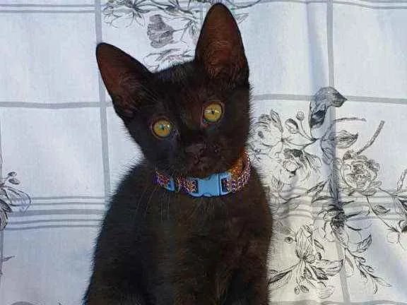 Gato ra a SRD idade 2 a 6 meses nome WAFFLE 