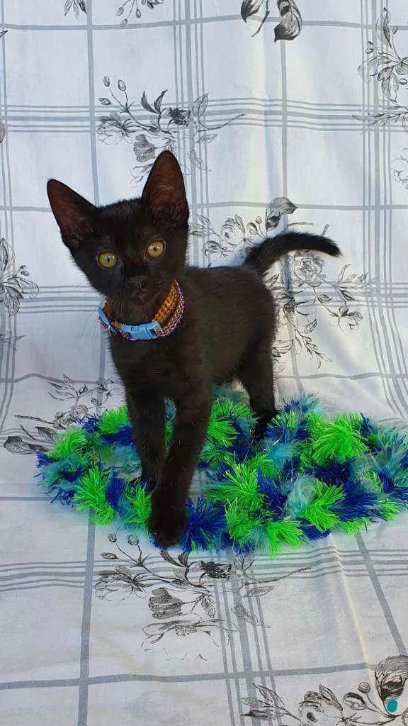Gato ra a SRD idade 2 a 6 meses nome WAFFLE 