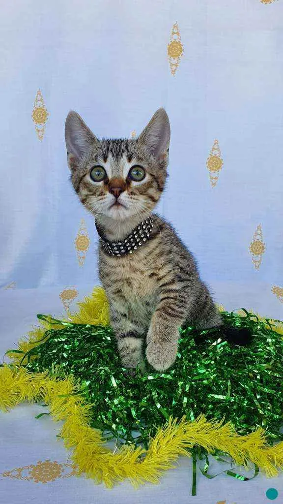 Gato ra a SRD idade 2 a 6 meses nome KING