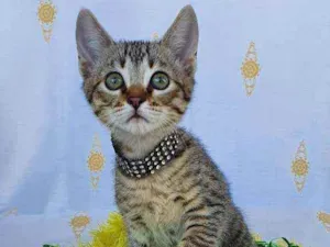Gato raça SRD idade 2 a 6 meses nome KING