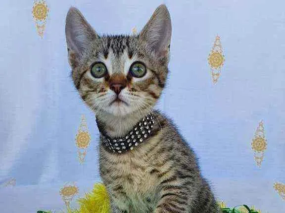 Gato ra a SRD idade 2 a 6 meses nome KING