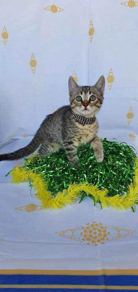 Gato ra a SRD idade 2 a 6 meses nome KING