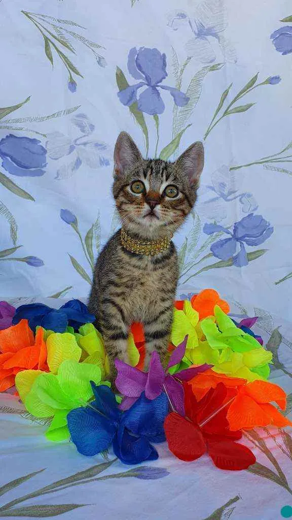 Gato ra a SRD idade 2 a 6 meses nome OLAF 
