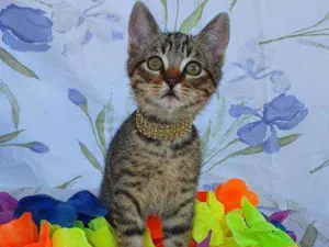 Gato raça SRD idade 2 a 6 meses nome OLAF 