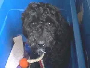 Cachorro raça Poodle idade 7 a 11 meses nome Tobby