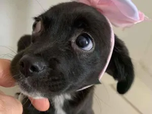 Cachorro raça SRD-ViraLata idade 2 a 6 meses nome ZIZI