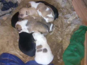 Cachorro raça Mestiça idade Abaixo de 2 meses nome Dixe