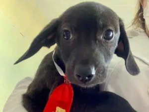 Cachorro raça SRD-ViraLata idade 2 a 6 meses nome VINI