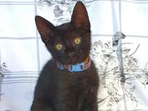 Gato raça SRD idade 2 a 6 meses nome WAFFLE 
