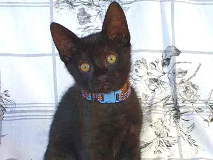 Gato ra a SRD idade 2 a 6 meses nome WAFFLE 